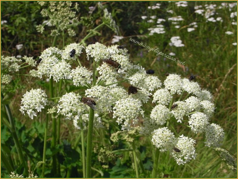 White Flowers with Insects