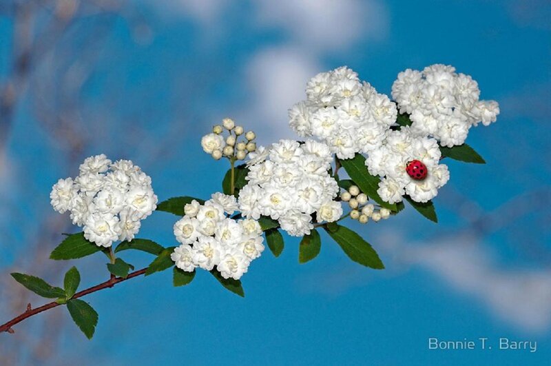 White Flowers with Ladybug