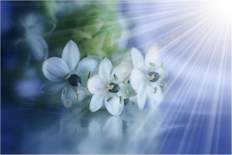 White Flowers with Light Rays