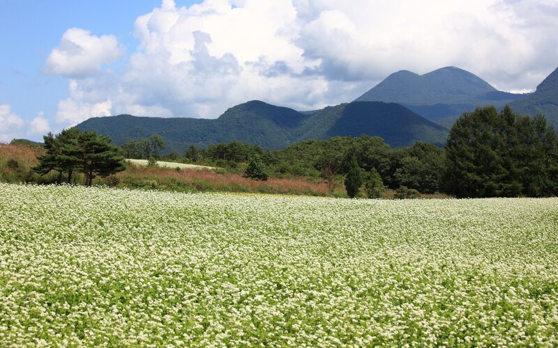 White flowers with mountains in background
