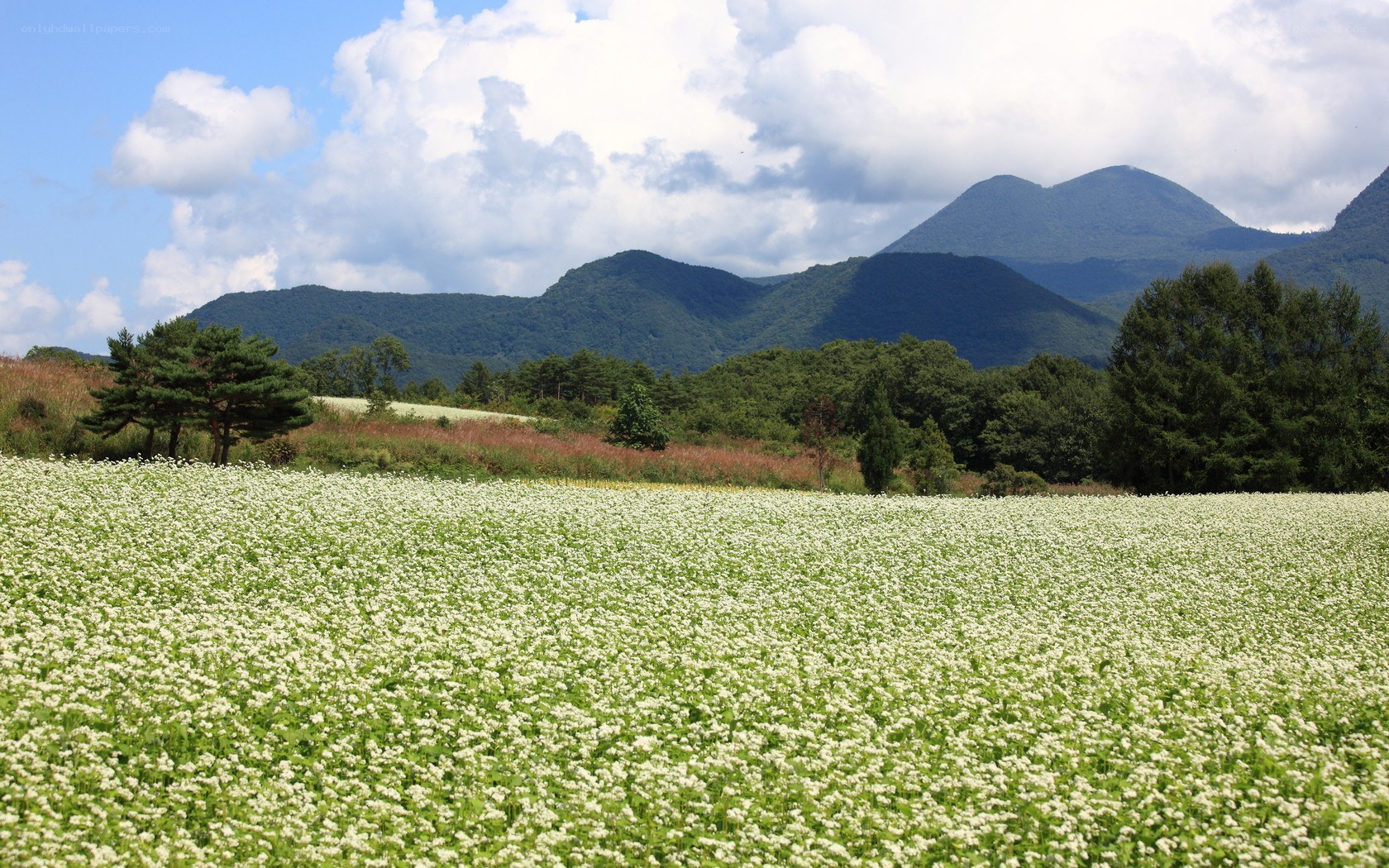 White flowers with mountains in background