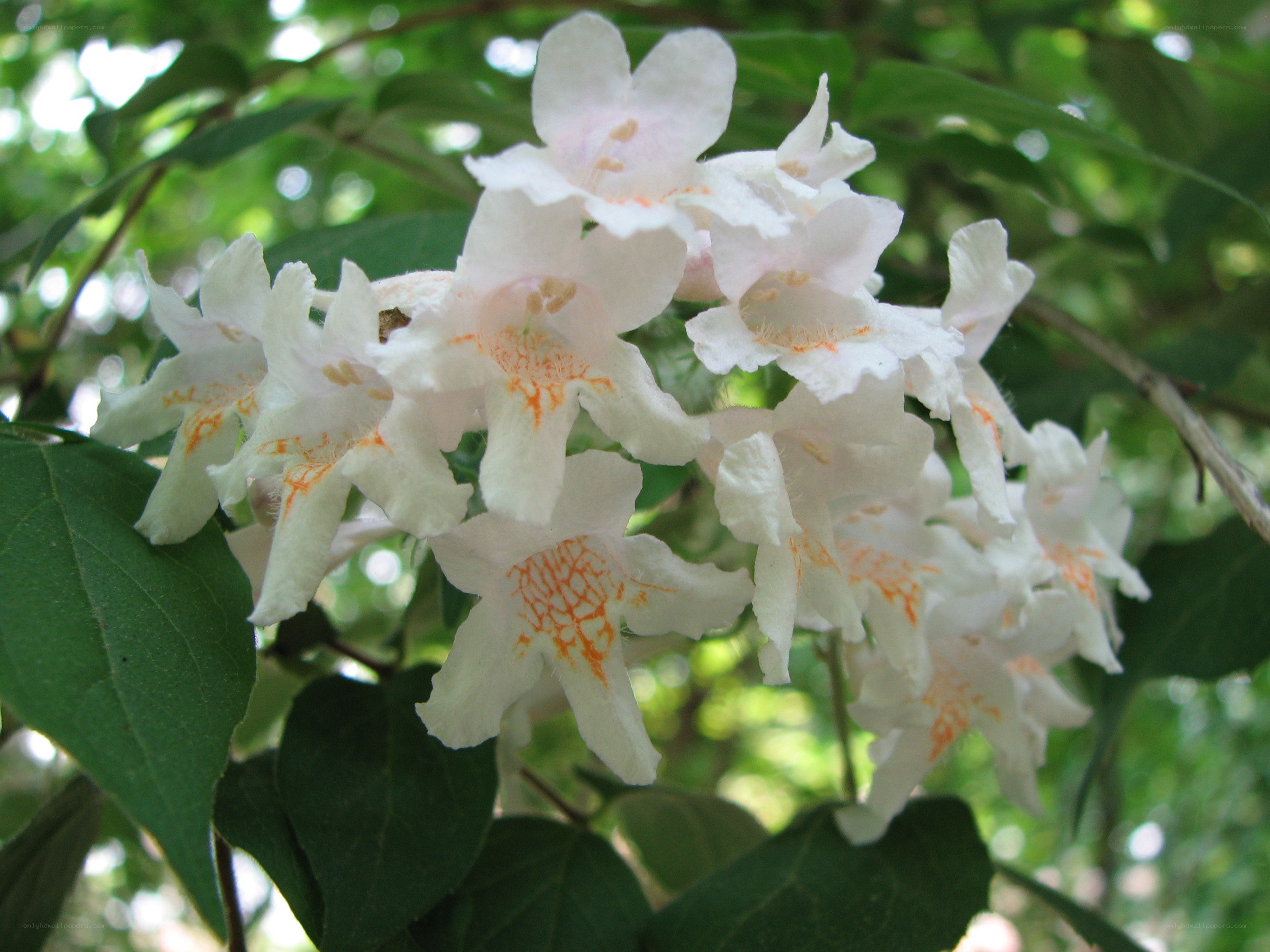 white flowers with orange spots