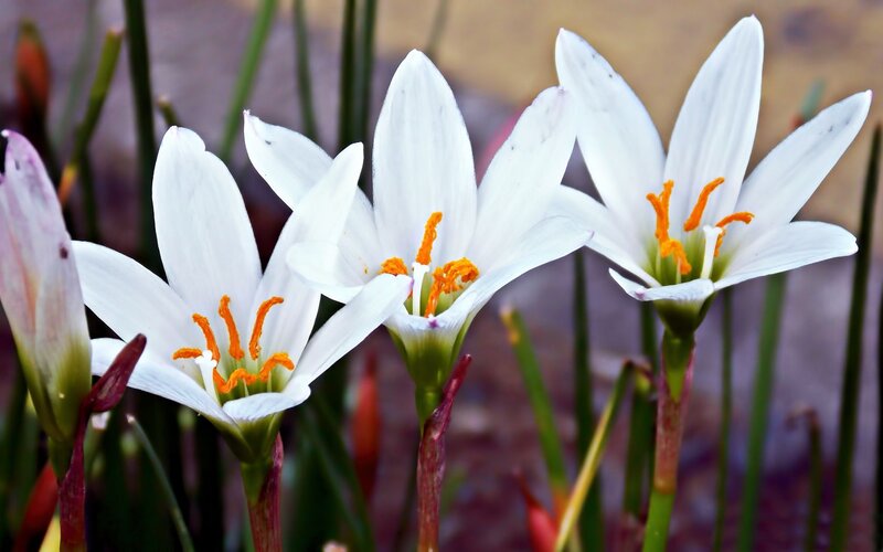 White Flowers with Orange Stamens