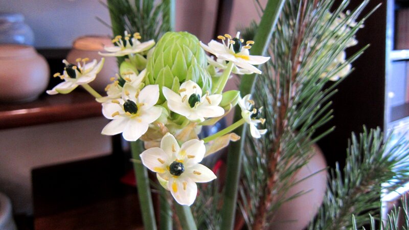 White Flowers with Pine Needles
