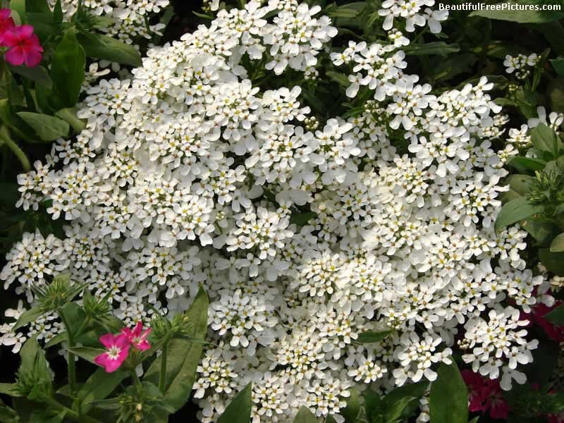 White Flowers with Pink Accents