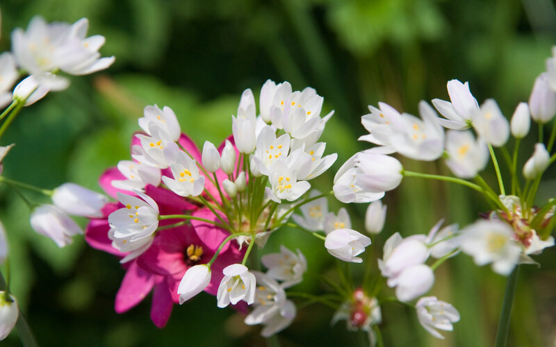 White Flowers with Pink Bloom — Serene
