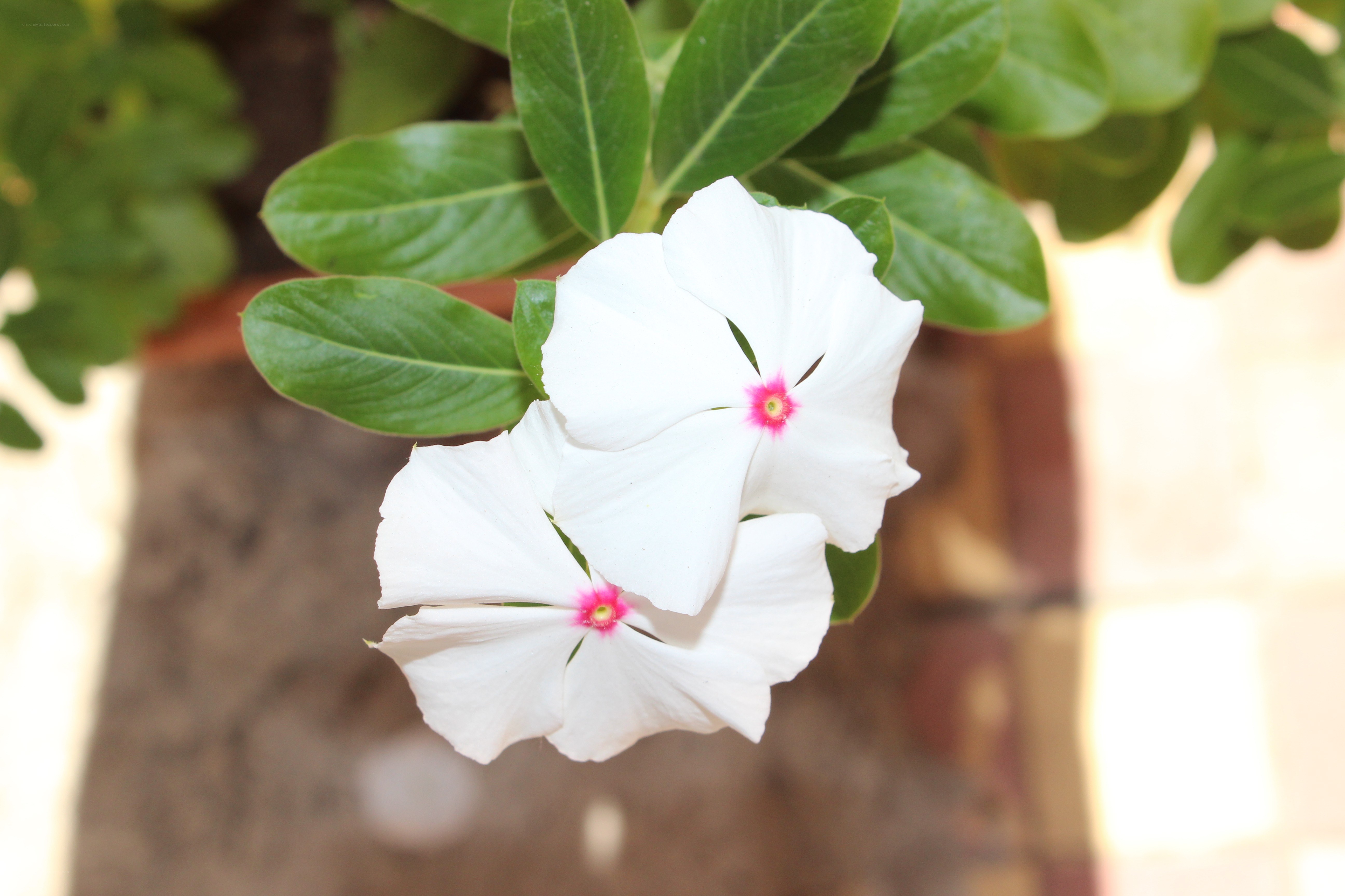 white flowers with pink centers
