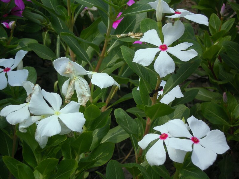 white flowers with pink centers