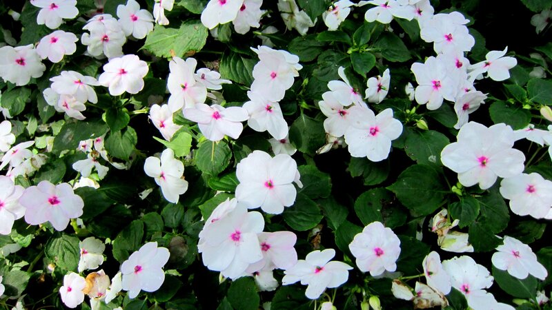 White Flowers with Pink Centers — Calm