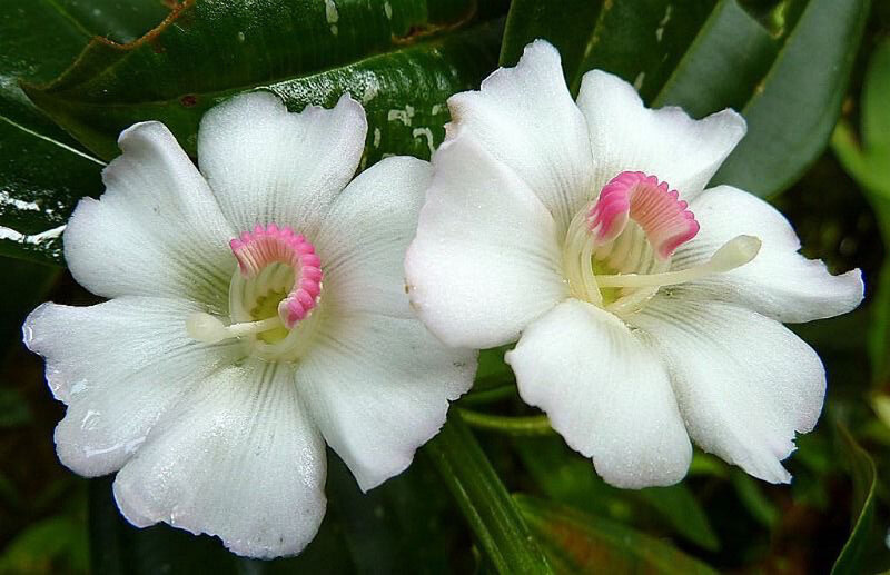 White Flowers with Pink Centers — Serene, Photograph