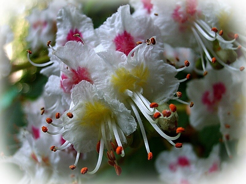 White Flowers with Pink Centers — Serene