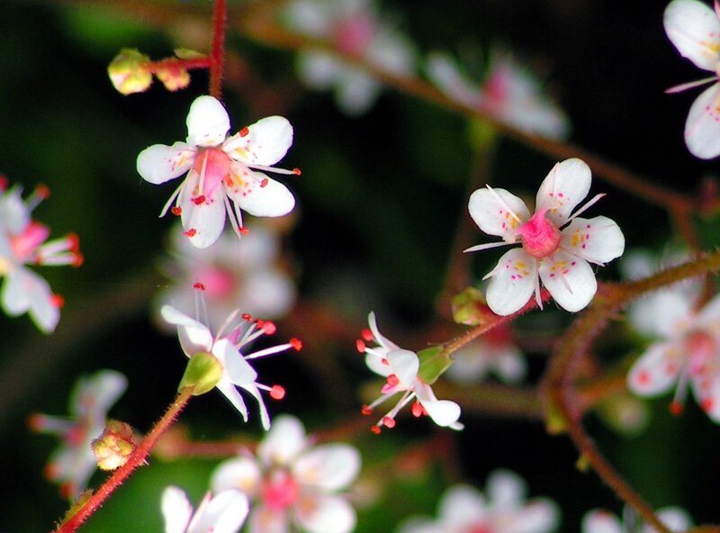 White flowers with pink centers