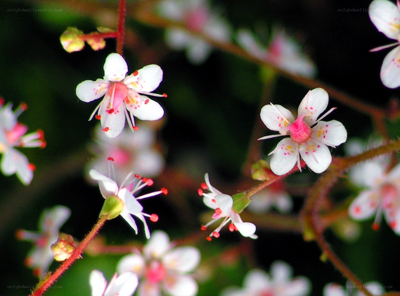 White flowers with pink centers