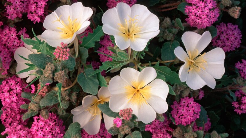 White Flowers with Pink Clusters