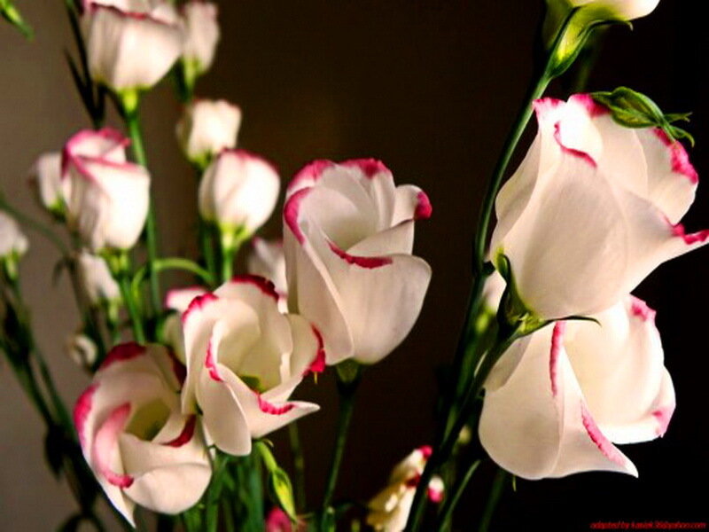 White Flowers with Pink Edges