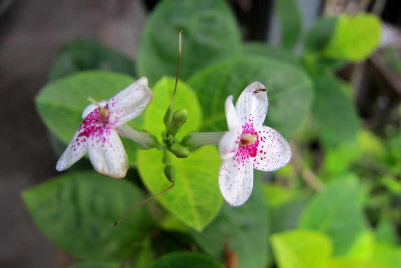 White Flowers with Pink Spots