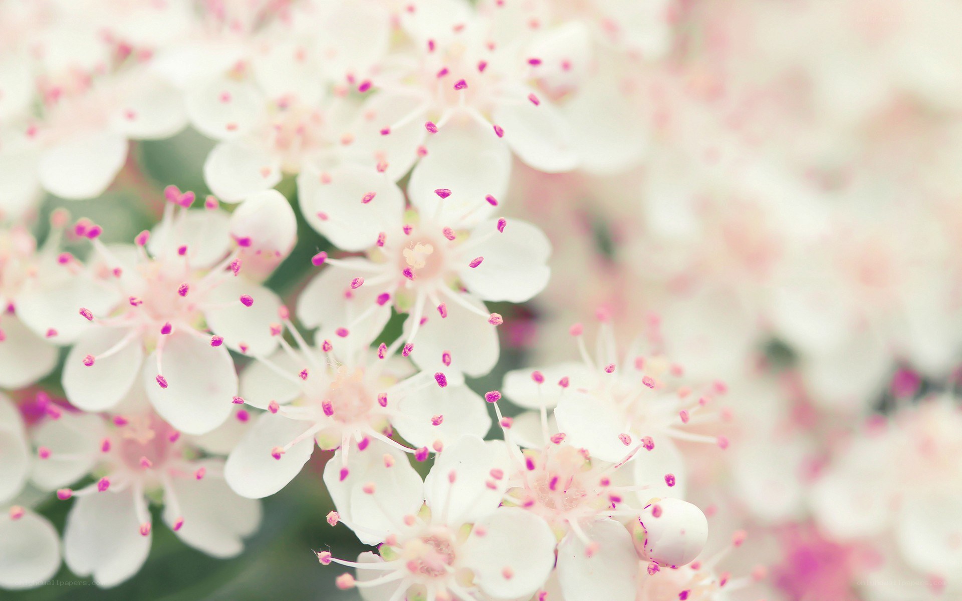 white flowers with pink stamens
