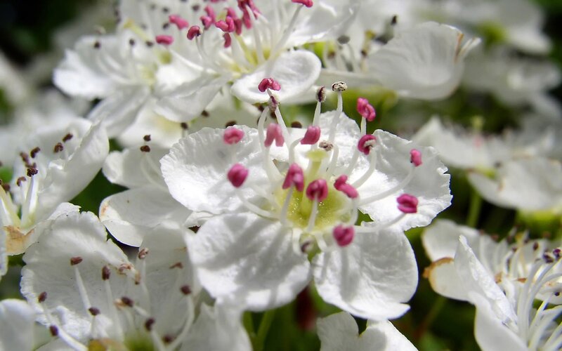 white flowers with pink stamens