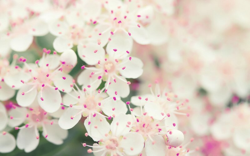 White Flowers with Pink Stamens — Serene, Spring