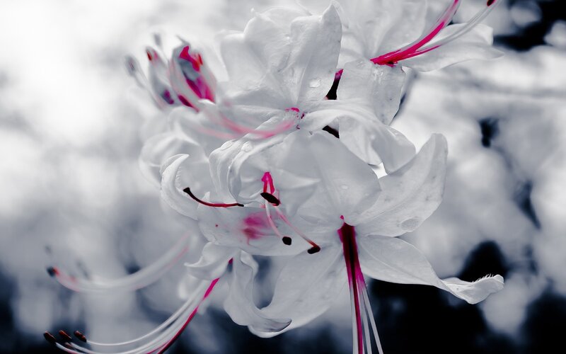 White Flowers with Pink Stamens — Serene