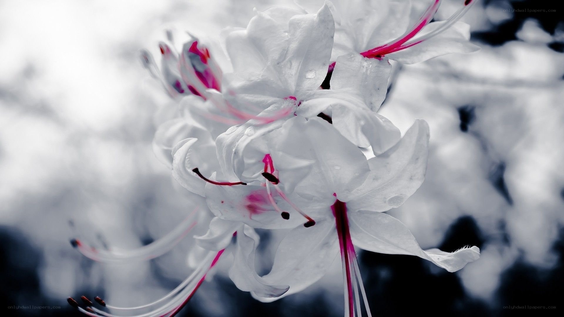 White flowers with pink stamens