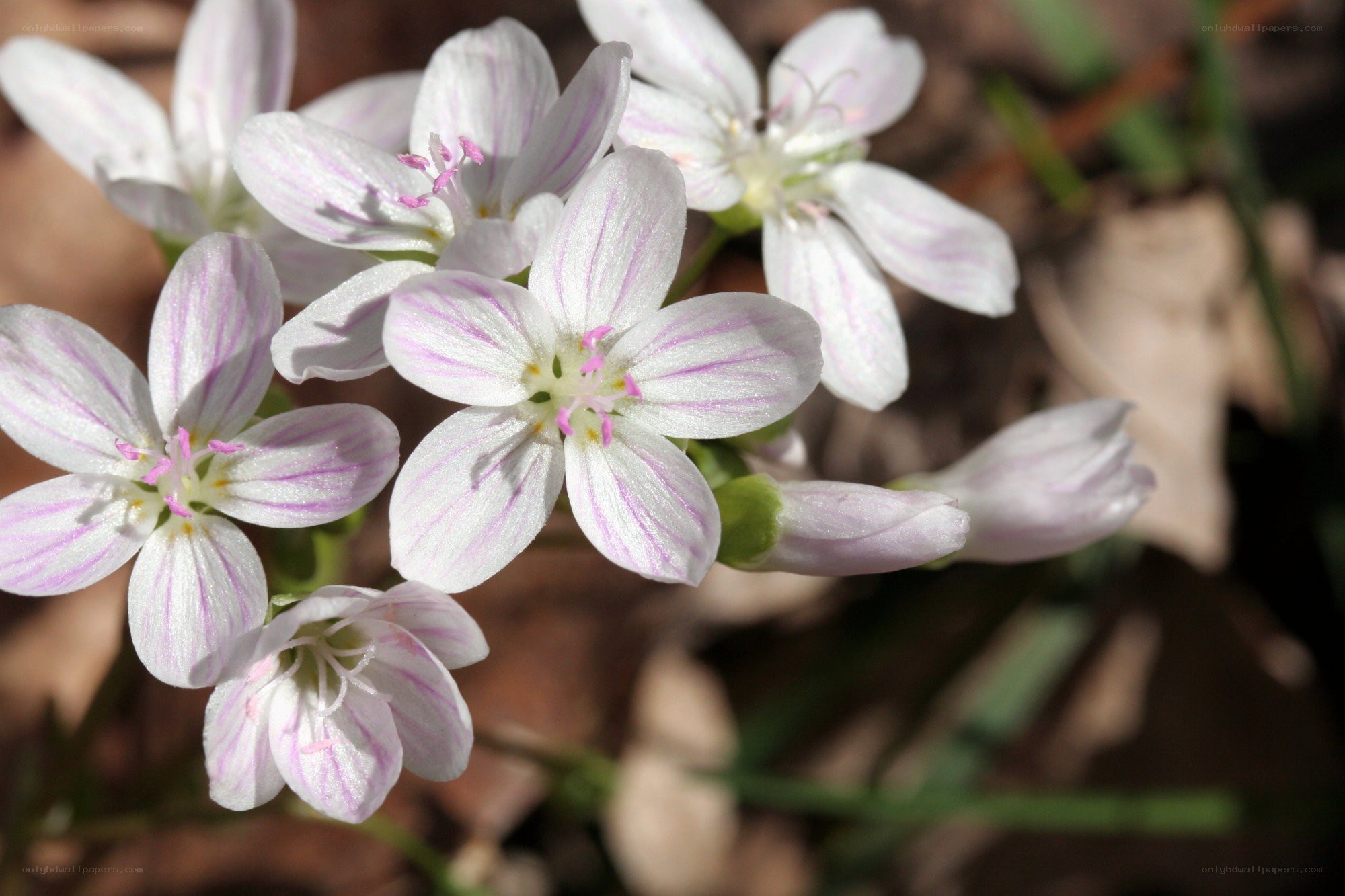 White flowers with pink stripes