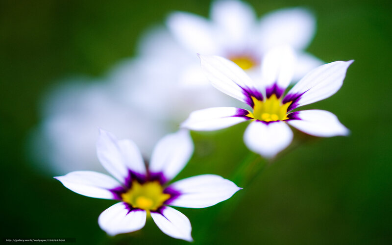 White Flowers with Purple Centers — Serene, Photograph, Green Background