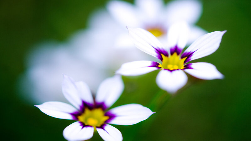 White Flowers with Purple Centers — Serene, Photograph