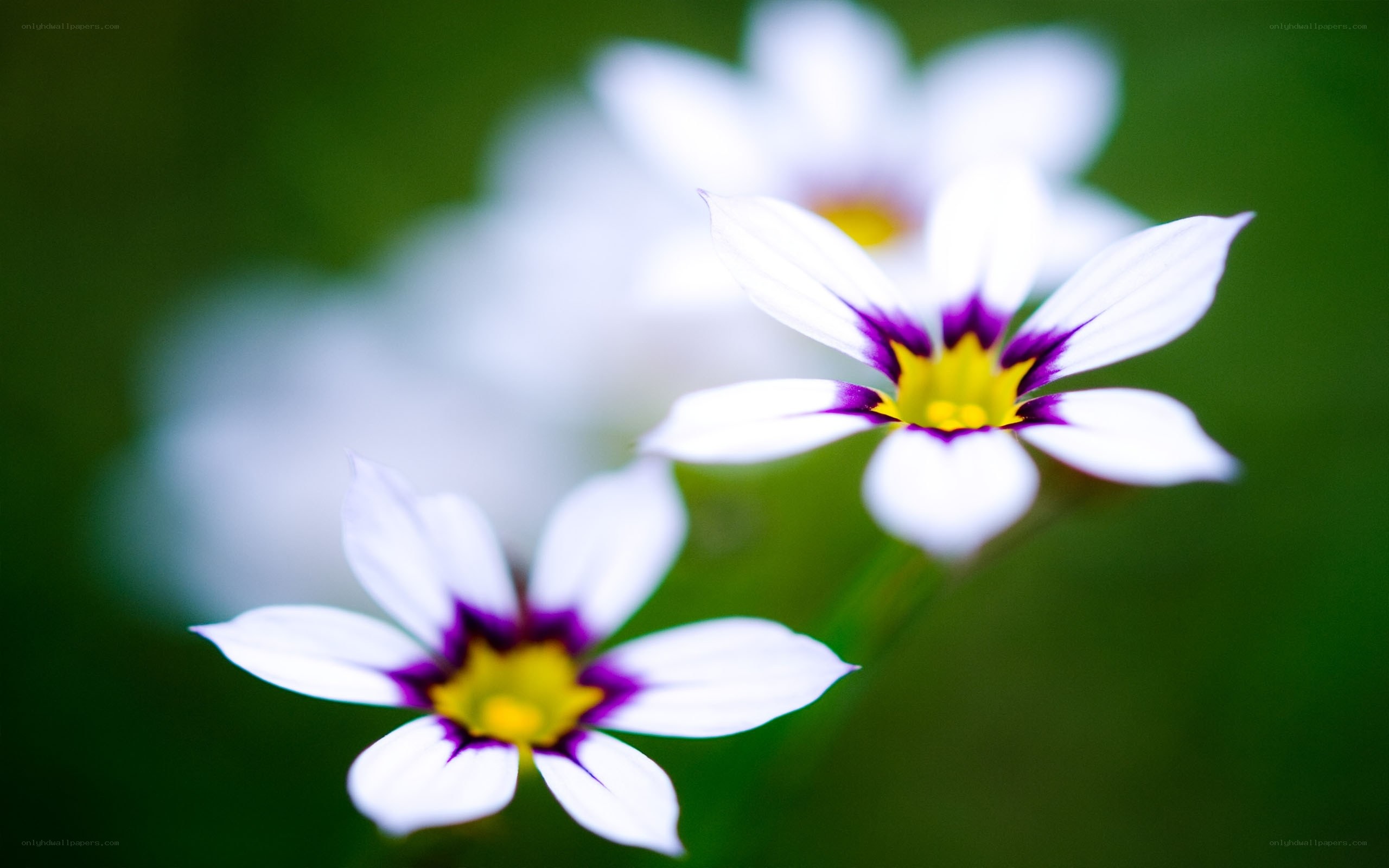 White flowers with purple centers