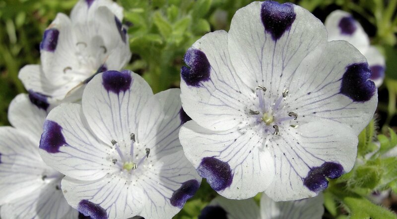 White Flowers with Purple Spots — Calm