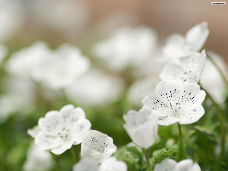 White Flowers with Purple Spots — Serene, Photograph