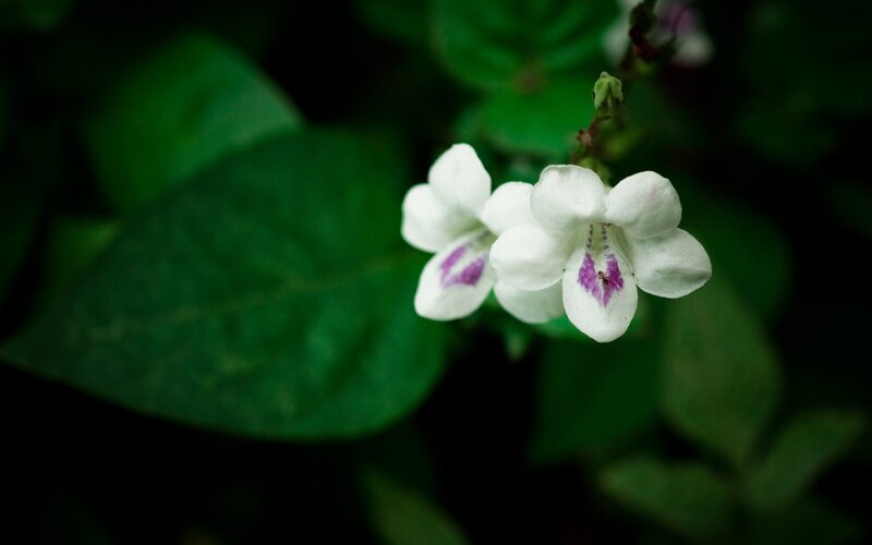 White Flowers with Purple Spots — Serene