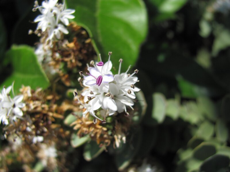 white flowers with purple stamens