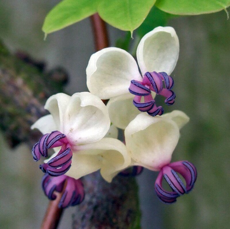White Flowers with Purple Stamens — Calm