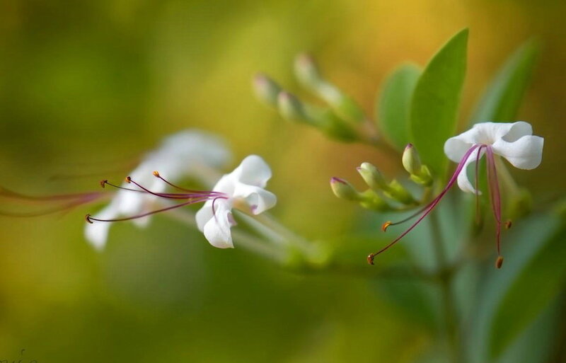 White Flowers with Purple Stamens — Serene