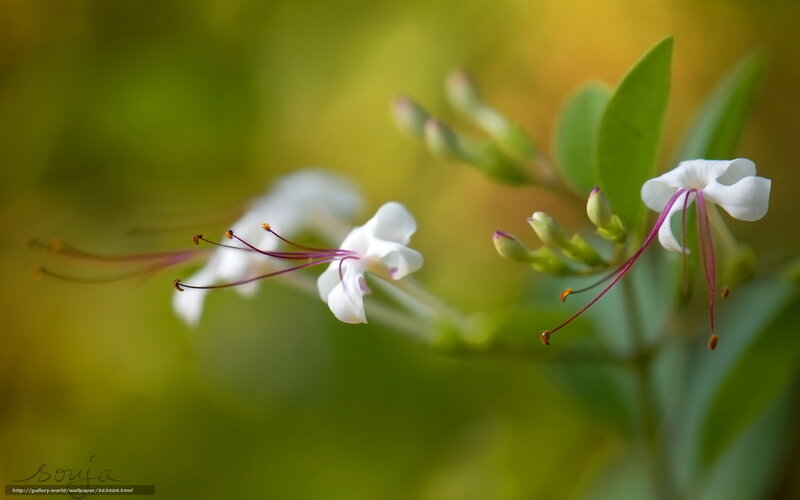 White flowers with purple stamens