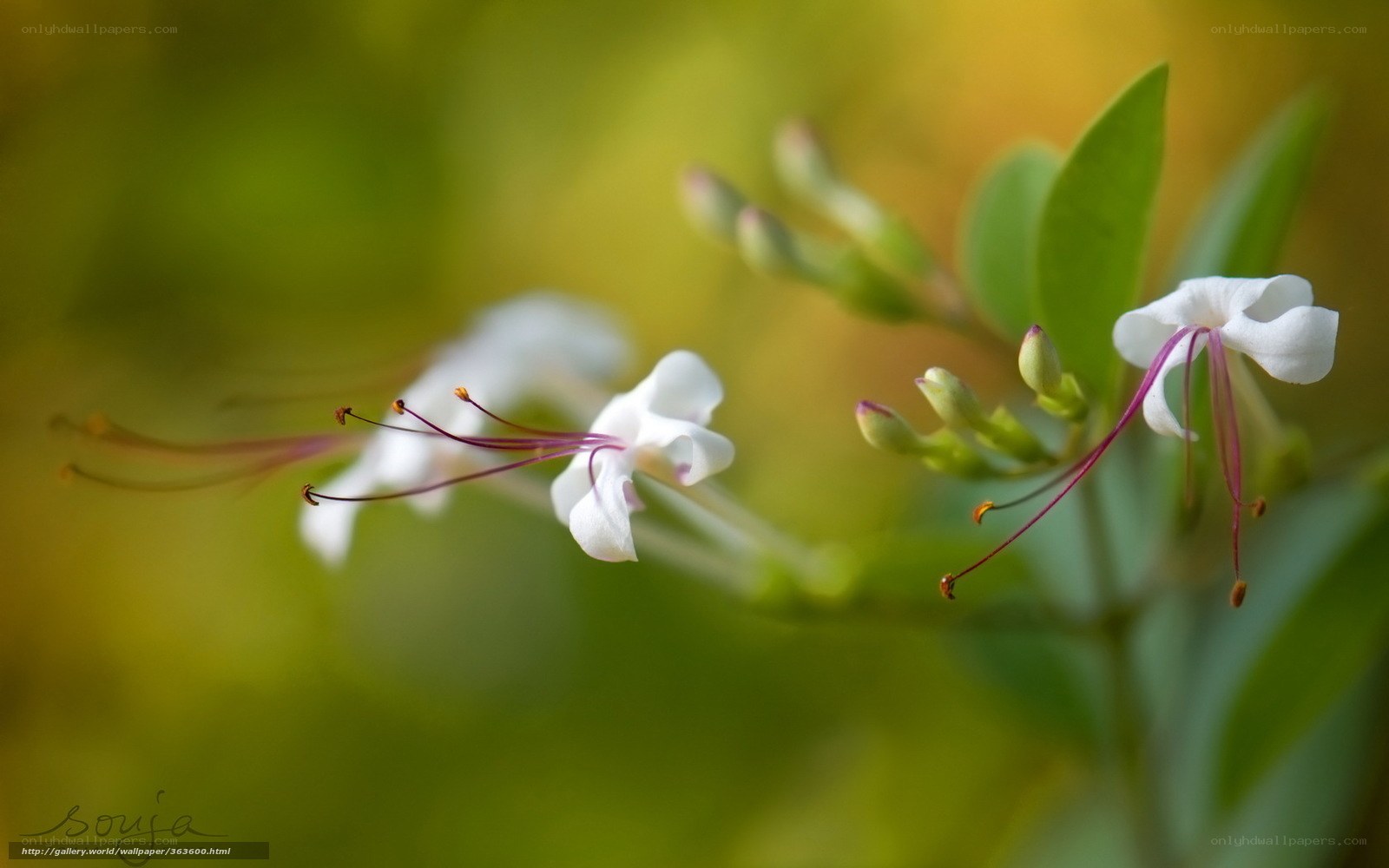 White flowers with purple stamens