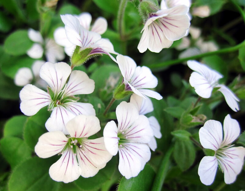 White Flowers with Purple Stripes — Calm, Spring