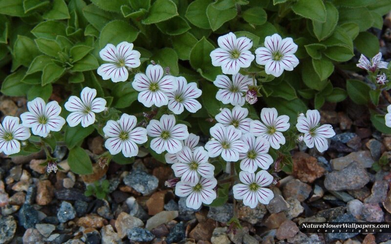 White Flowers with Purple Stripes — Calm