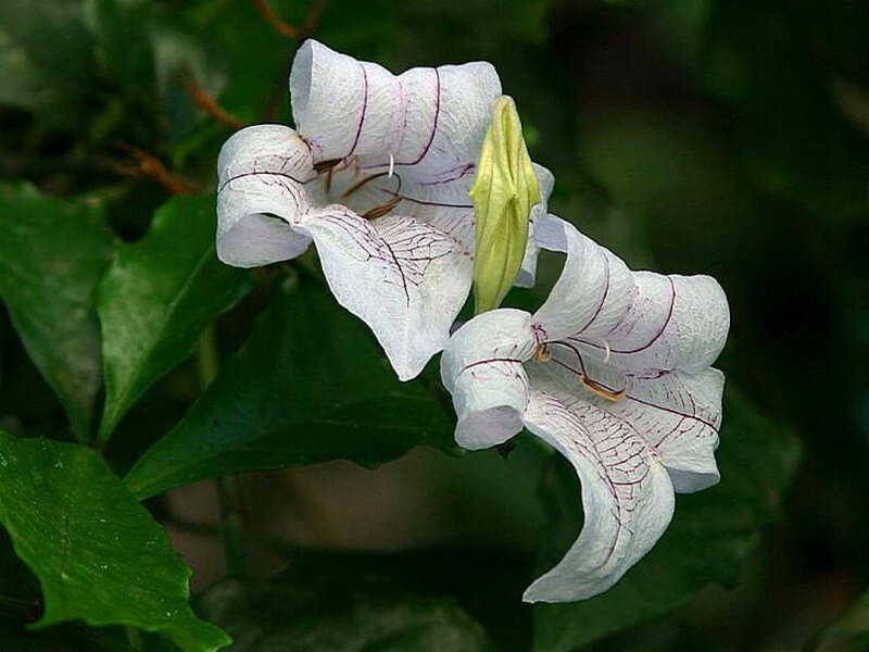 White Flowers with Purple Veins