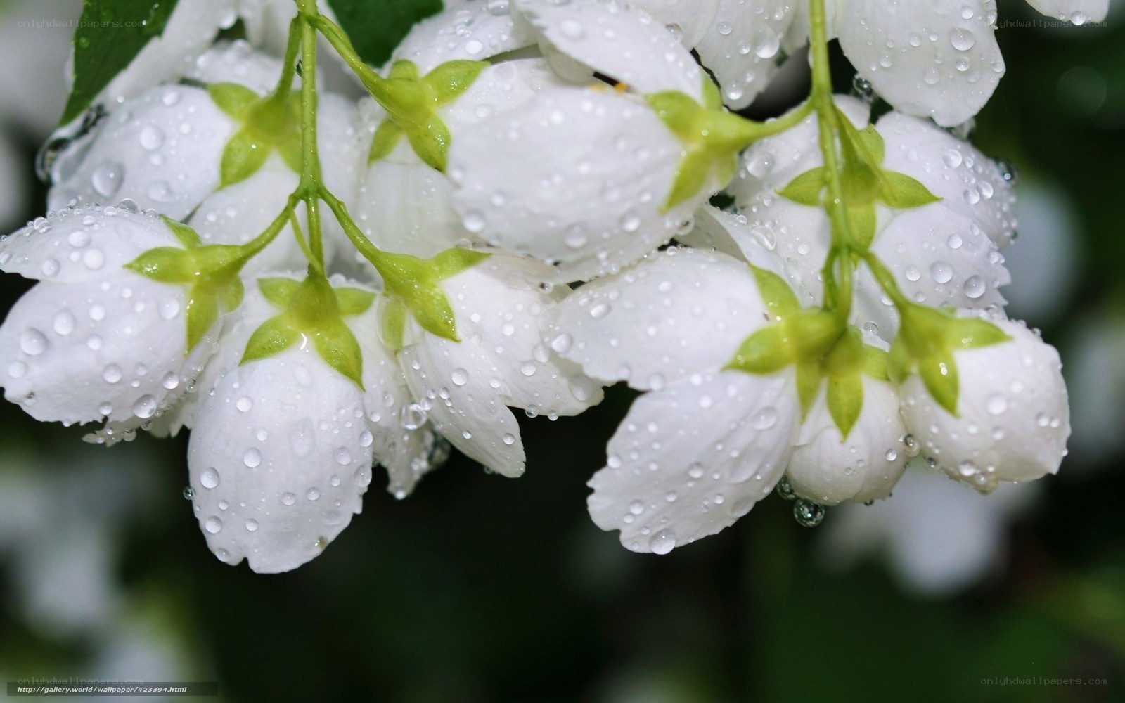 White flowers with raindrops