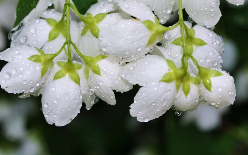 White flowers with raindrops