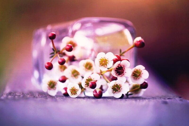 White Flowers with Red Berries