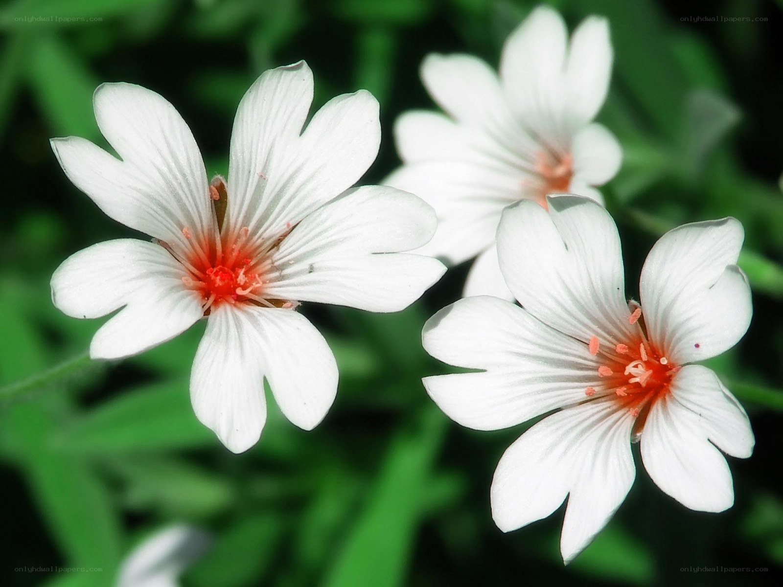 white flowers with red centers