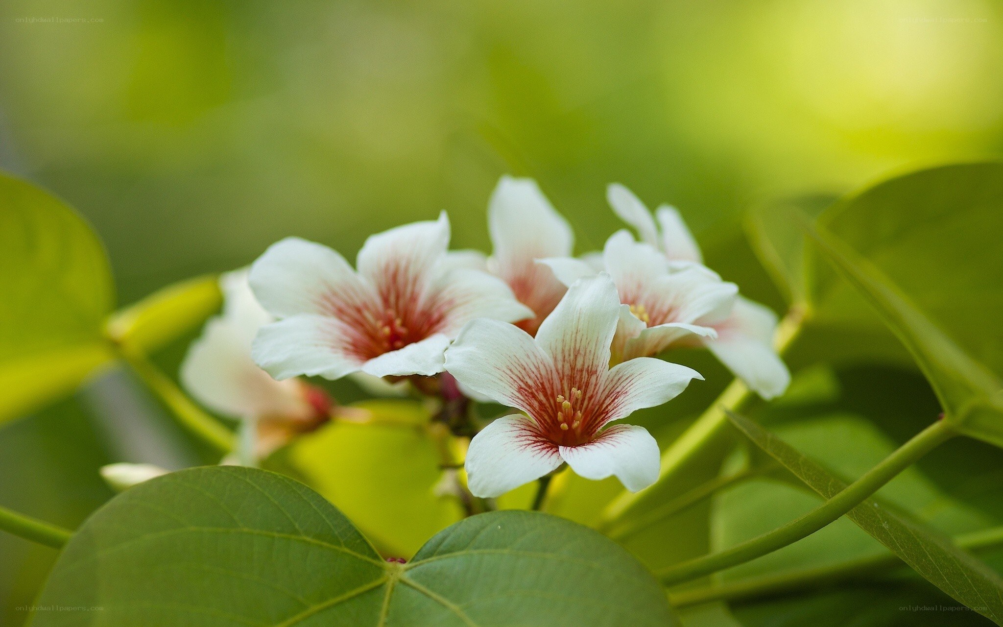 white flowers with red centers