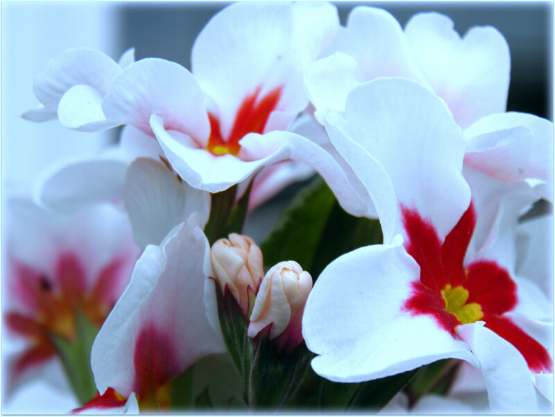 White Flowers with Red Centers — Calm, Photograph