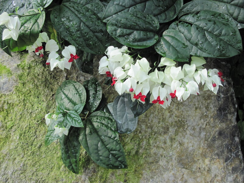 White Flowers with Red Centers — Natural