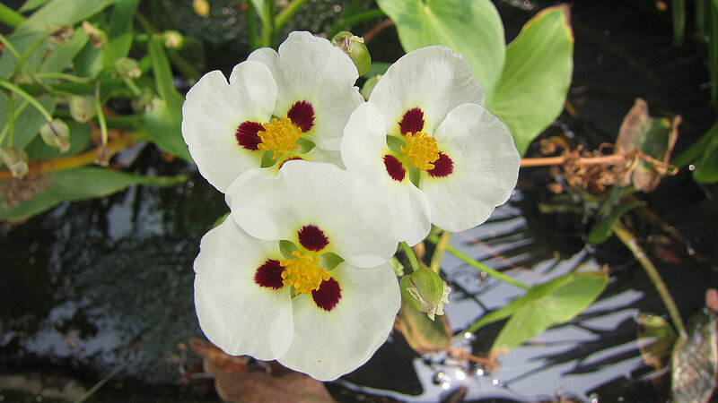 White Flowers with Red Centers — Serene, Afternoon
