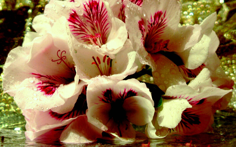 White Flowers with Red Centers — Serene, Photograph