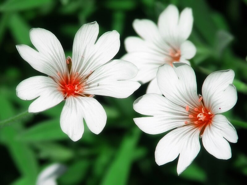 White Flowers with Red Centers — Serene, Spring